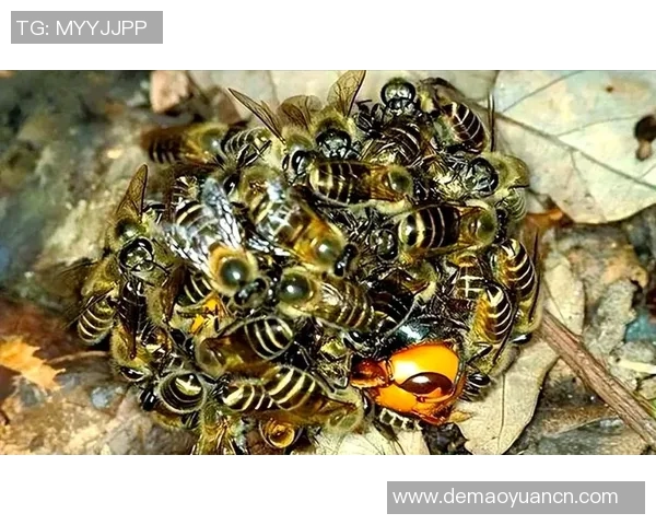 黄蜂生态揭秘：从捕食习性到巢穴建设，深入探讨黄蜂的生存智慧与行为模式